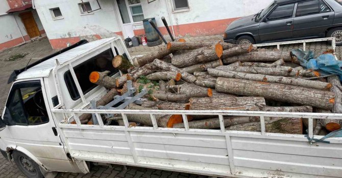 Depremzedelere gönderilmek üzere kesilen odunları çaldılar