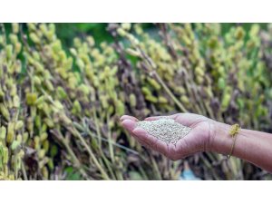 Muğla Tarım Güçbirliği’nin ilk satışı yurtdışına