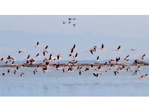 Hersek Lagünü’nde renkli görüntüler