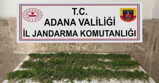 Adana’da 3 bin 250 kök Hint keneviri ele geçirildi
