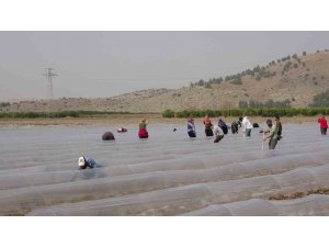 Salçalık biber fideleri toprakla buluştu