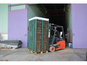 Margarit armudu ve ayvada ihracat hareketliliği