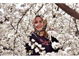 Sofralık kayısının üretim merkezi Mersin’de ağaçlar gelinliğini giydi