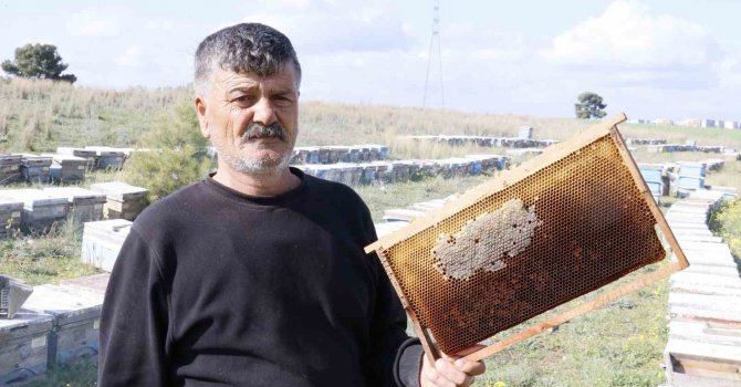 Hırsızlar 700 adet bal peteğini çaldı, arıları telef etti