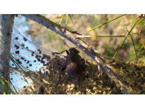 ’Terminatör’ böcekler iş başında