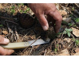 Altın değerinde: Yanan ormanlık alanda yetişti, köylüler her yerde onu arıyor