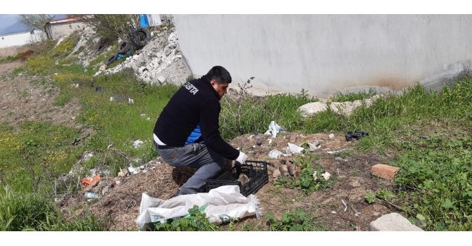 11 yavru köpek ölüme terk edildi: Ağzı bağlı çuvaldan çıktılar
