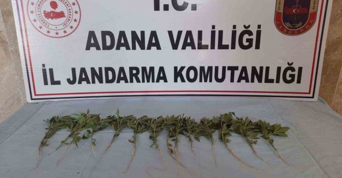 Adana’da 46 kök kenevir ele geçirildi