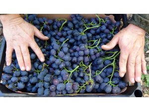 Turfanda ’siyah inci’de hasat zamanı