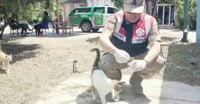 Jandarma deprem nedeniyle sahipsiz kalan hayvanları besledi
