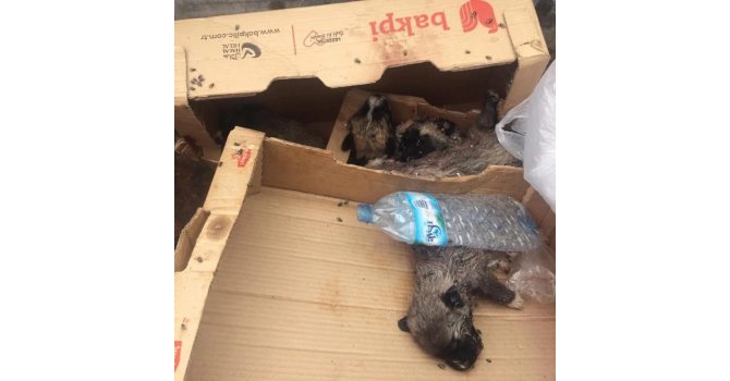 Burdur’da 6 köpek yavrusu vurularak öldürülmüş halde bulundu