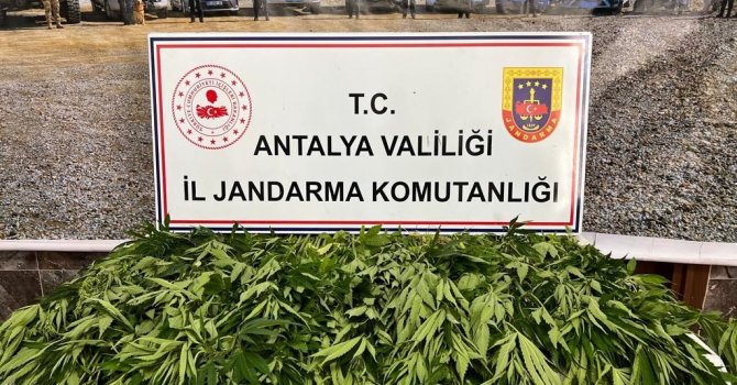 Antalya’da 268 kök kenevir ele geçirildi