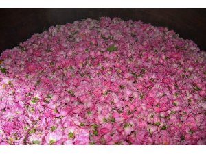 Isparta’da gül çiçeği hasadı başladı