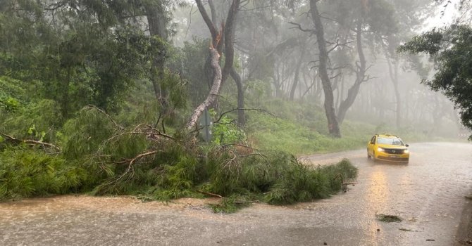 Sağanak yağmur ve fırtına ağaç devirdi