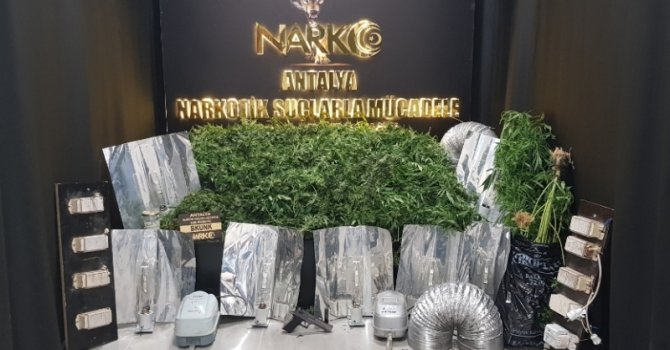 Klasik Müzik Eşliğinde Kenevir Yetiştiren 4 Şüpheli Yakalandı