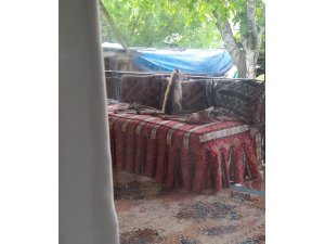 Burdur’da şehre inen yavru tilki bir evin balkonunda sabahladı