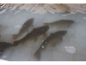 Hedef 20 milyon sazan üretmek