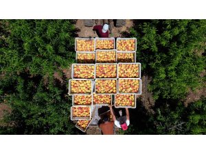 Depremin vurduğu Hatay’da şeftali hasadı başladı