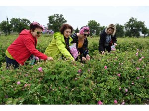 Uluslararası Gül Festivalinde gül toplayıp, gül şehri Isparta’yı tanıdılar