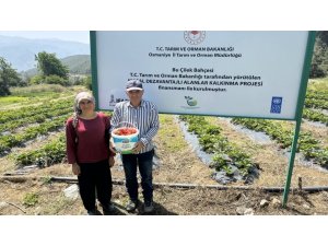 Çiftçiler devlet destekli çilek bahçesi kurup üretime geçti