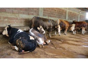 Kurbanlık satışları başladı, hisseli büyükbaş satışları arttı