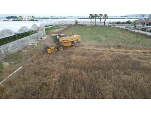 Akdeniz’de 10 bin yıllık ata tohumu olan Karakılçık buğday hasadı yapıldı