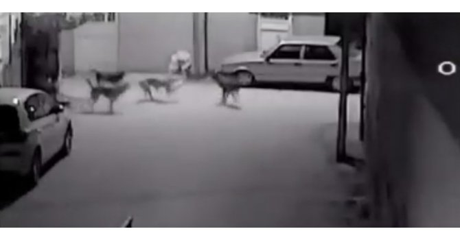 Sokak köpeklerinin kediyi parçalama anı saniye saniye görüntülendi