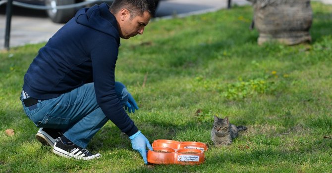 Muratpaşa’dan sokak hayvanlarına mama desteği