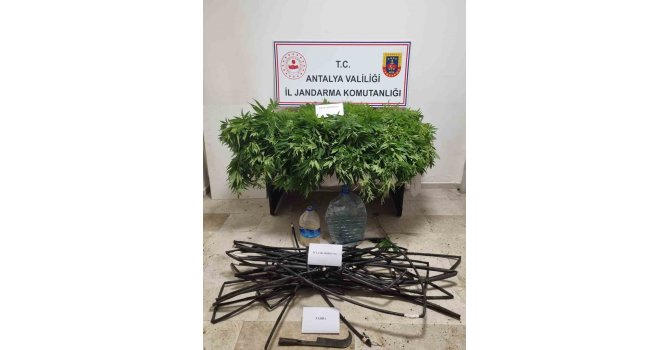 Antalya’da 2 bin 535 kök kenevir ele geçirildi