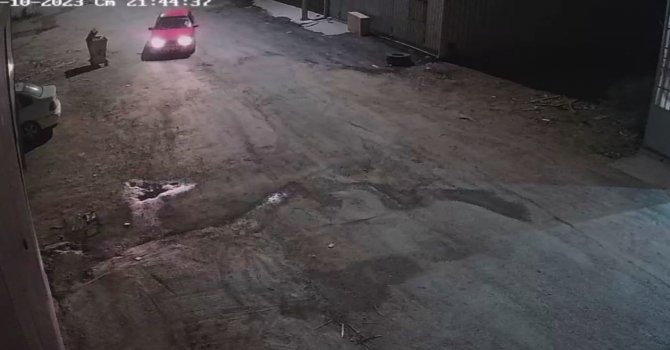 İş yerini bekleyen rottweiler cinsi köpekler hırsızlar tarafından çalındı