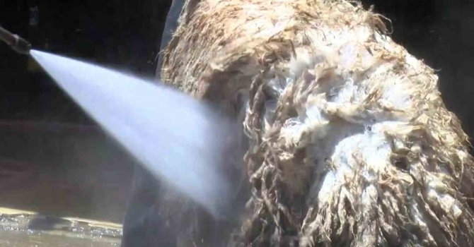 Koyunlarını tazyikli suyla yıkattı