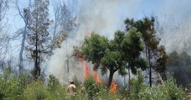 Anızdan başlayan yangın ormana sıçradı, 2 dönüm kızılçam ormanı yandı