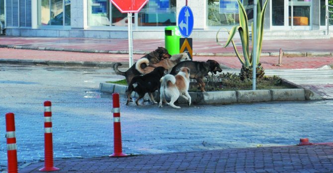 Gazipaşa’da vatandaşlar başıboş köpeklerden şikayetçi
