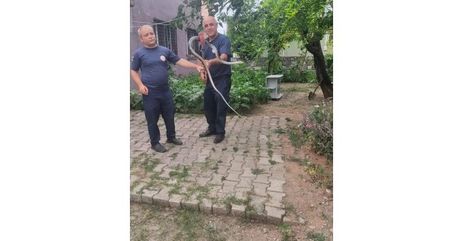 Çadıra giren yılanı itfaiye ekipleri yakaladı