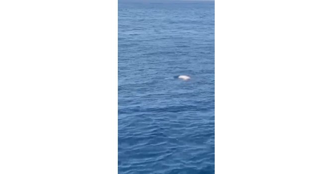 Antalya’da deniz üzerinde erkek cesedi bulundu