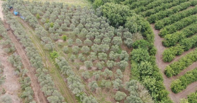 Adana’da 2 bin kök kenevir bitkisi ele geçirildi