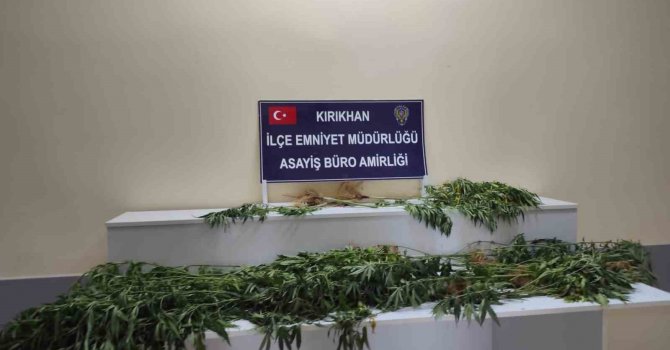 Saksıda yetiştirilen hint kenevirleri ele geçirildi