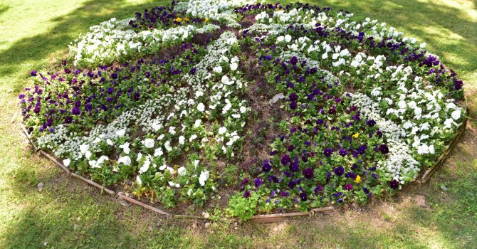 Dokumapark çiçek açtı