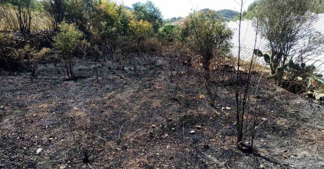Alanya’da, bahçe yangınında meyve ağaçları ve sulama sistemi zarar gördü