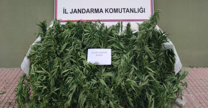 Jandarma, ormanlık alana ekilen hint kenevirlerini ele geçirdi