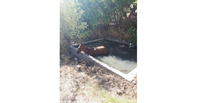 Gölete düşen atı itfaiye kurtardı