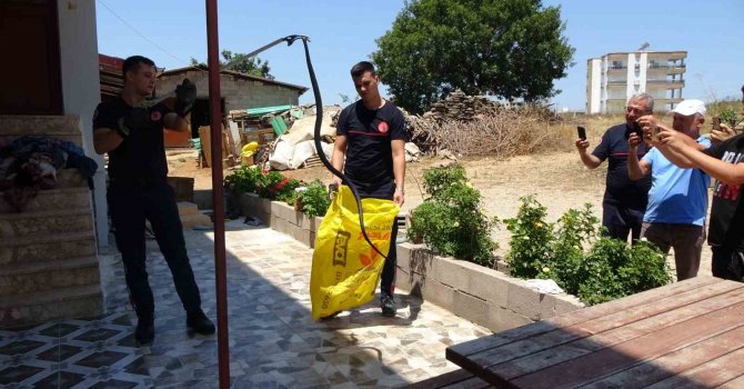 Ormanlar yanınca gölge alan bulamayan yılanlar yerleşim alanına indi