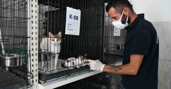 Köpekler suyla, kediler klimayla serinletiliyor
