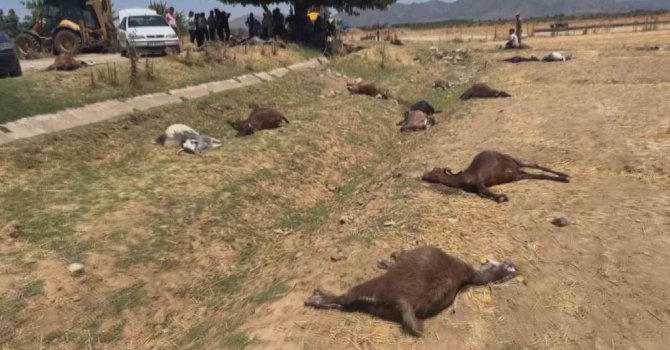 Hatay’da feci olay: 77 küçükbaş hayvan telef oldu