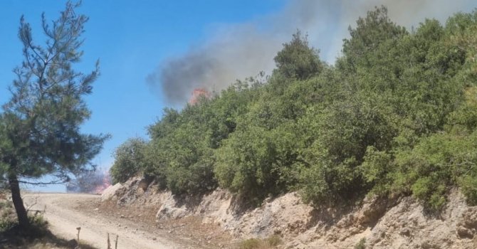 Osmaniye Hasanbeyli’de orman yangını