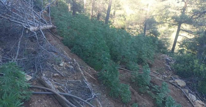 Ormana uyuşturucu ekmişler, polis tespit edip imha etti