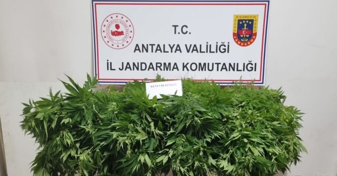 Antalya’da 248 kök kenevir bitkisinin ve 33 gram kubar esrar maddesi ele geçirildi