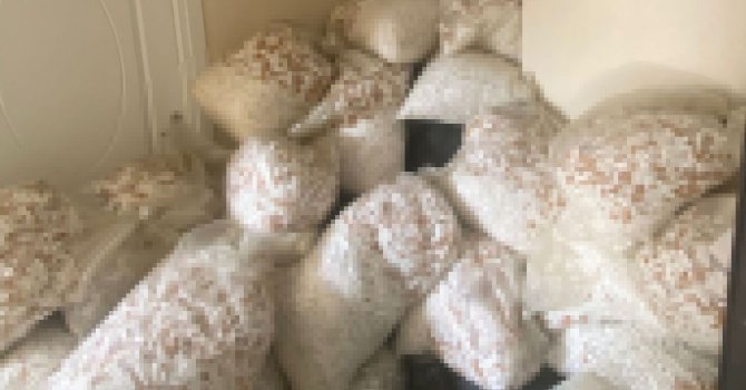 25 milyon 450 bin kaçak makaron ele geçirildi