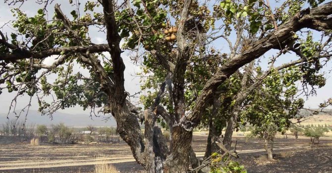 Isparta’da 150 dekar buğday tarlası ve 1 hektar ormanlık alan kül oldu