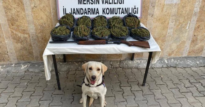 Mersin’de operasyon: 24 kilo skunk ele geçirildi